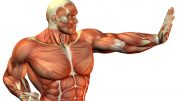 Al-Sahawat Times | Muscle Fibers