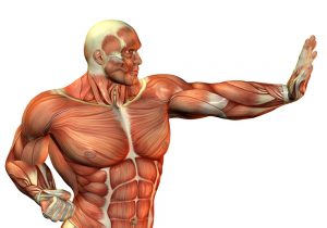 Al-Sahawat Times | Muscle Fibers
