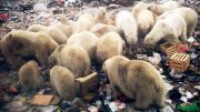 Al Sahawat Times Novaya Zemlya Polar Bears