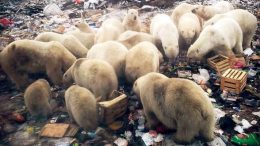 Al Sahawat Times Novaya Zemlya Polar Bears
