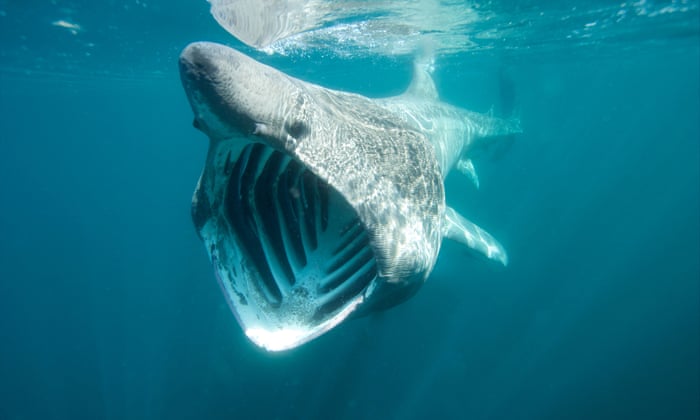 al sahawat times basking shark