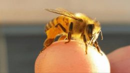 al sahawat times bumble bee