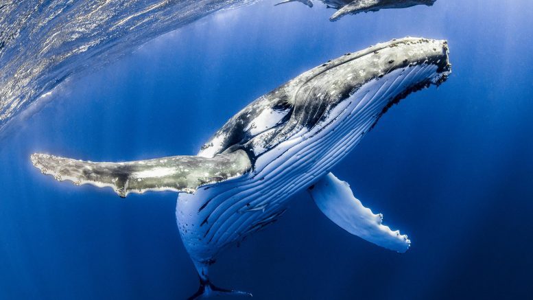 al sahawat times humpback whale