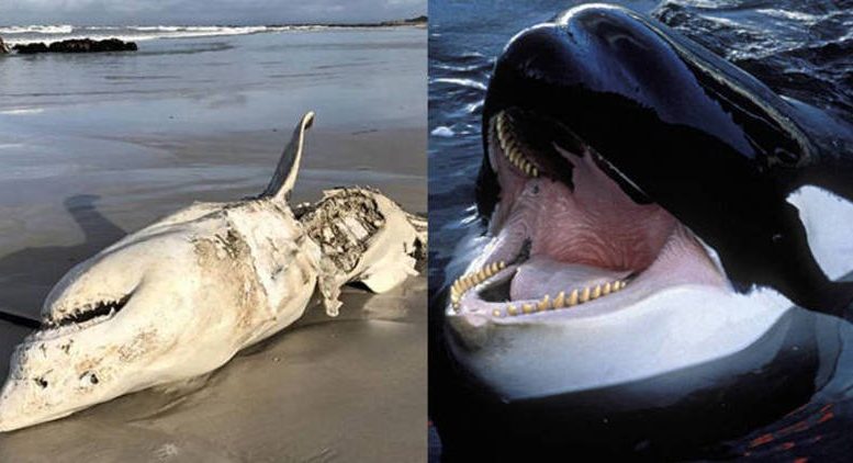 al sahawat times orca killing off great white sharks