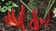 al sahawat times poison fire coral fungus zombie mushroom