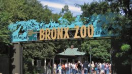 al sahwat times new york bronx zoo