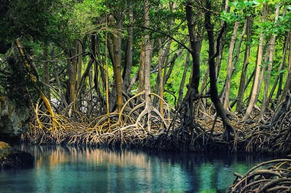 mangroves mexico al sahawat times