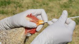 Al Sahawat Times Bird Flu