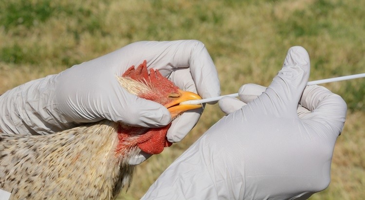 Al Sahawat Times Bird Flu
