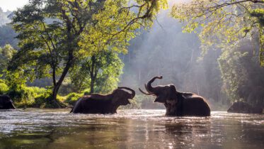 Al Sahawat Times Elephants